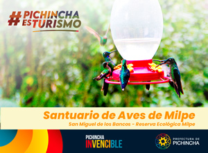 Santuario de Aves de Milpe